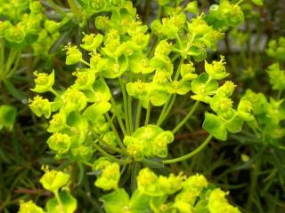 Euphorbia cyparissias 'Fens Ruby'