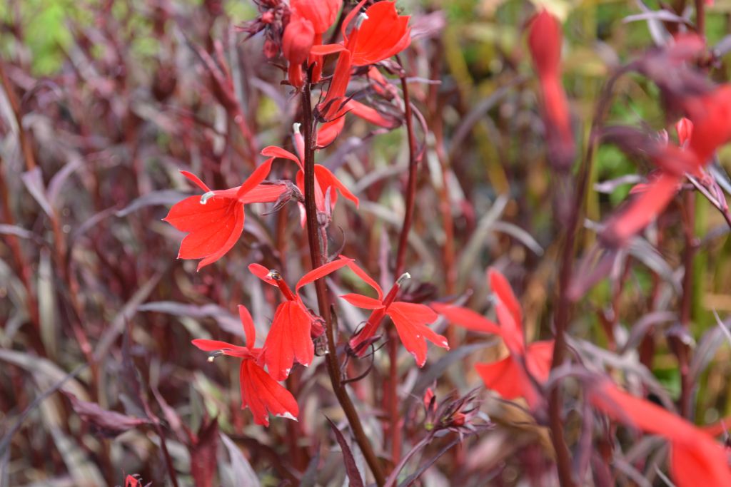 Lobelia fulgens 'Queen Victoria' | Kwekerij De Boever