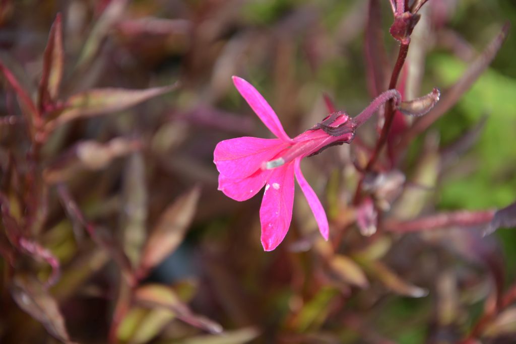 Lobelia speciosa 'Russian Princess' | Kwekerij De Boever