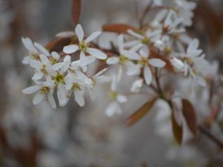 Amelanchier lamarckii MRST