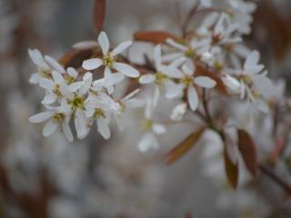 Amelanchier lamarckii MRST SOL