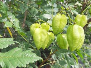 Koelreuteria paniculata MRST