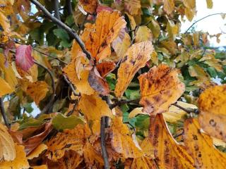 Parrotia persica MRST SOL