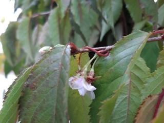 Prunus subhirtella 'Autumnalis' MRST