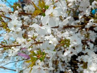 Prunus The Bride' MRST