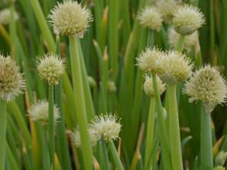 Allium fistulosum