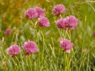 Allium schoenoprasum