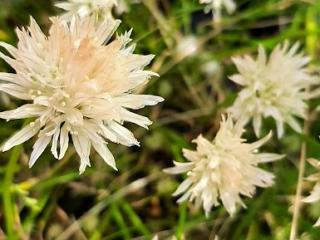 Allium schoenoprasum 'Corsican White'