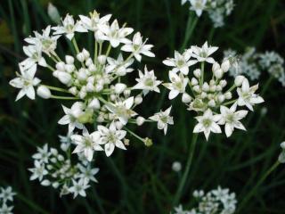 Allium tuberosum