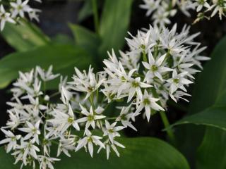 Allium ursinum