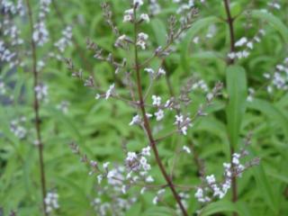 Aloyisia tryphilla  (syn. Lippia citr.)