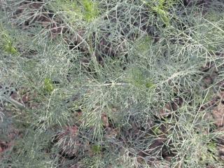 Anethum graveolens
