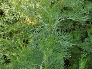 Artemisia abrotanum