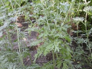 Artemisia absinthium