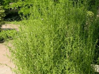Artemisia dracunculus (scheur)