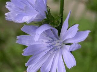 Cichorium intybus