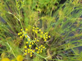 Foeniculum vulgare