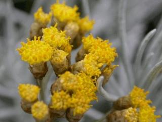 Helichrysum italicum