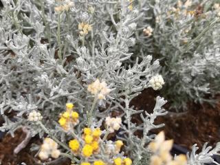 Helichrysum italicum 'Dwarf Curry'