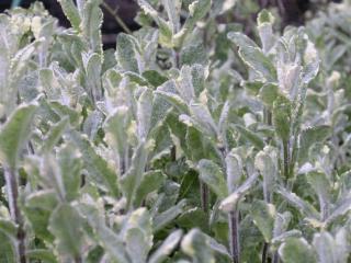 Mentha gentilis 'Variegata'