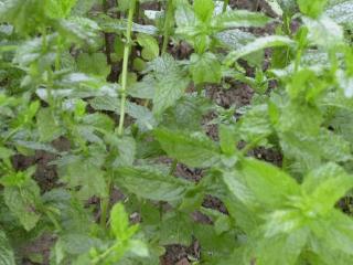 Mentha piperita