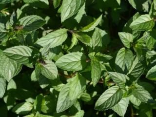 Mentha piperita 'Chocolate'