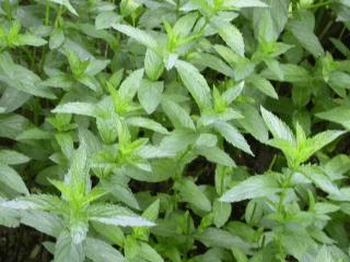 Mentha spicata 'Crispa'