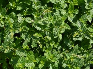 Mentha spicata 'Moroccan'