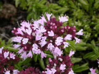 Origanum vulgare 'Compactum'