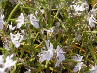 Rosmarinus officinalis