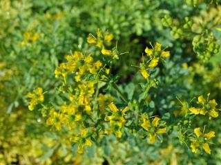 Rutha graveolens