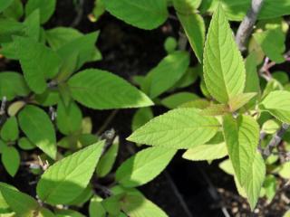 Salvia elegans 'Scarlet Pineapple'