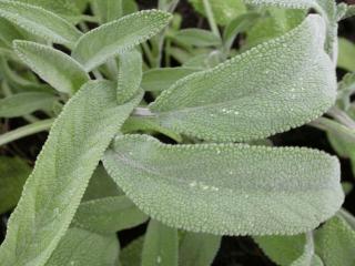 Salvia officinalis