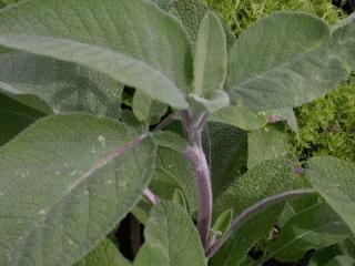 Salvia officinalis 'Berggarten'