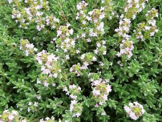 Thymus vulgaris 'Compactus'