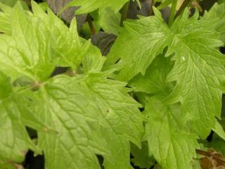 Valeriana officinalis