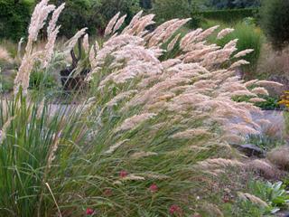 Achnatherum calamagrostis (Stipa-)