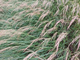 Achnatherum calamagrostis 'Algau'
