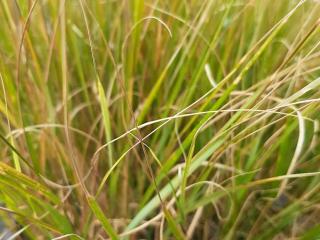 Anemanthele lessoniana (Calamagrostis/Stipa arundinacea)