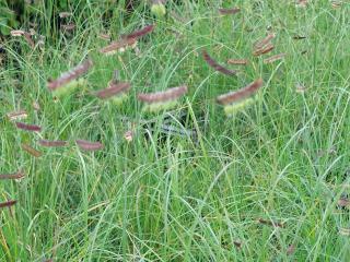 Bouteloua gracilis