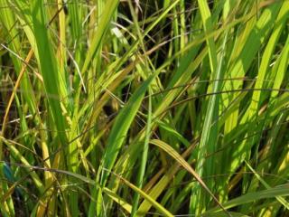 Calamagrostis brachytricha (Achnatherum)