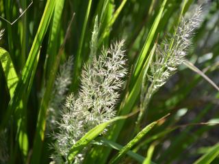 Calamagrostis brachytricha (Achnatherum)