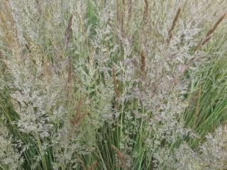 Calamagrostis acutiflora 'England'