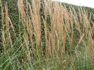 Calamagrostis acutiflora 'Karl Foerster'