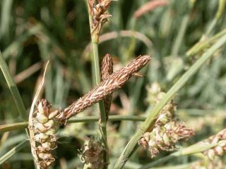 Calamagrostis acutiflora 'Overdam'