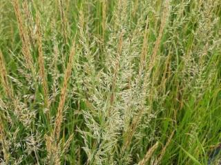 Calamagrostis acutiflora 'Waldenbuch'