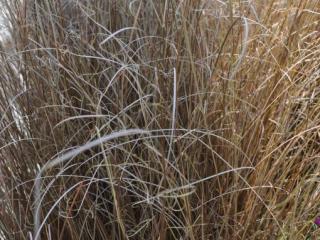 Carex buchananii