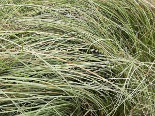 Carex comans 'Amazon Mist'