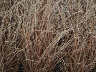 Carex comans 'Bronze Form'