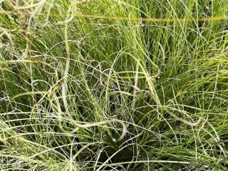 Carex comans 'Frosted Curls'